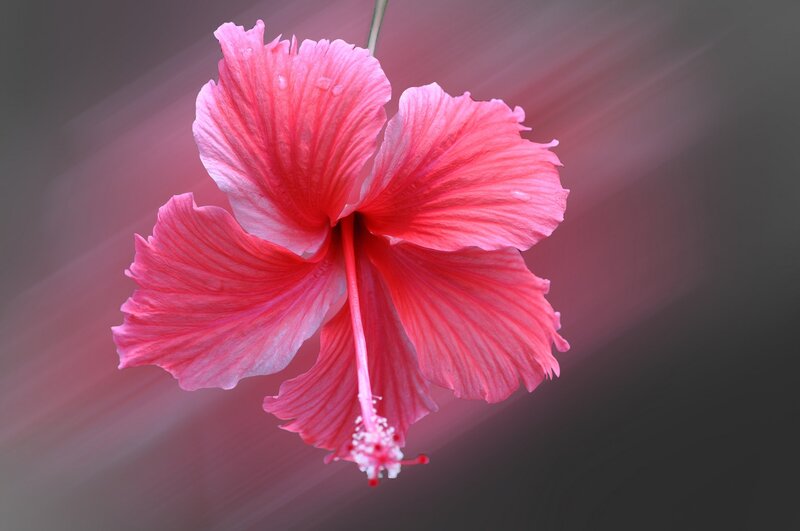 Pink Hibiscus Flower — Dramatic, Photograph, Petals, Stamen