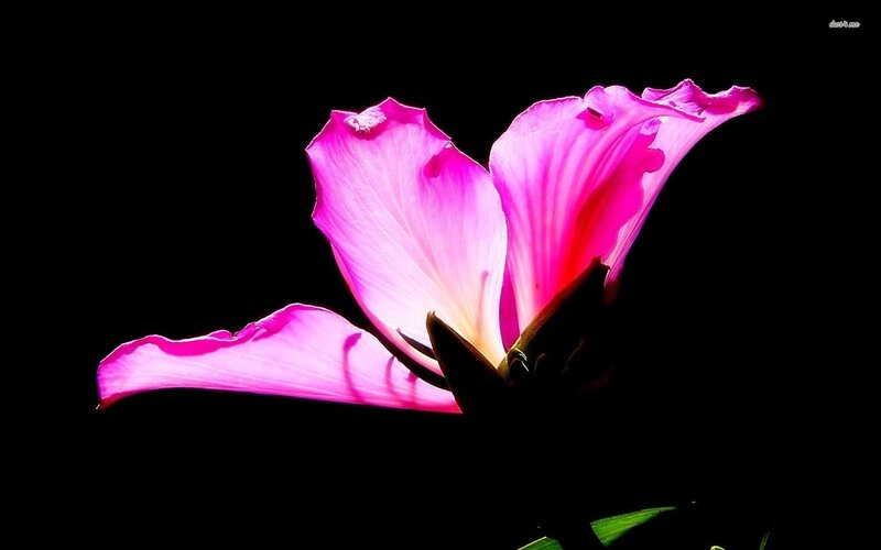 Pink Hibiscus Flower — Dramatic, Photograph, Petals