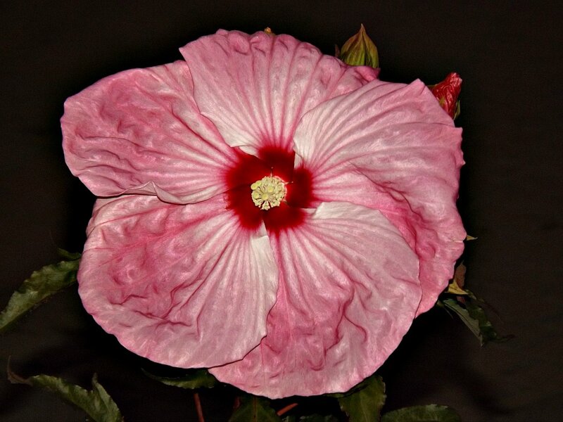 Pink Hibiscus Flower — Dramatic, Photograph