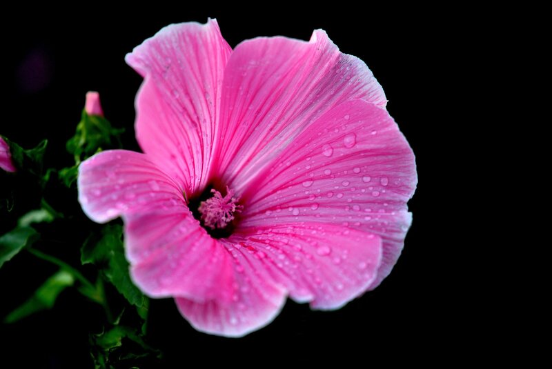 Pink Hibiscus Flower — Dramatic, Photograph, Water Droplets