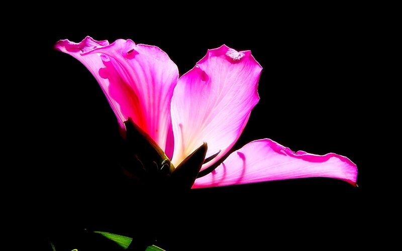 Pink Hibiscus Flower — Dramatic
