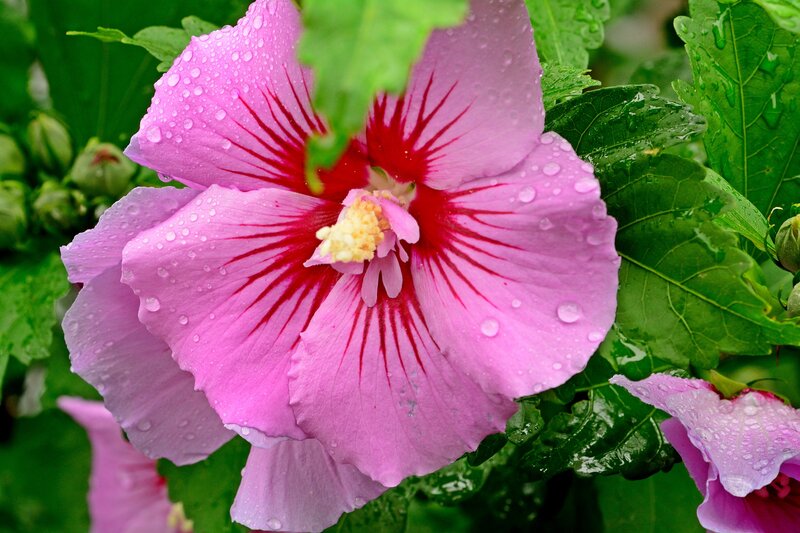 Pink Hibiscus Flower — Fresh