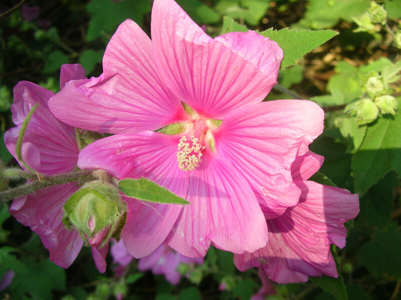 Pink Hibiscus Flower — Green Leaves