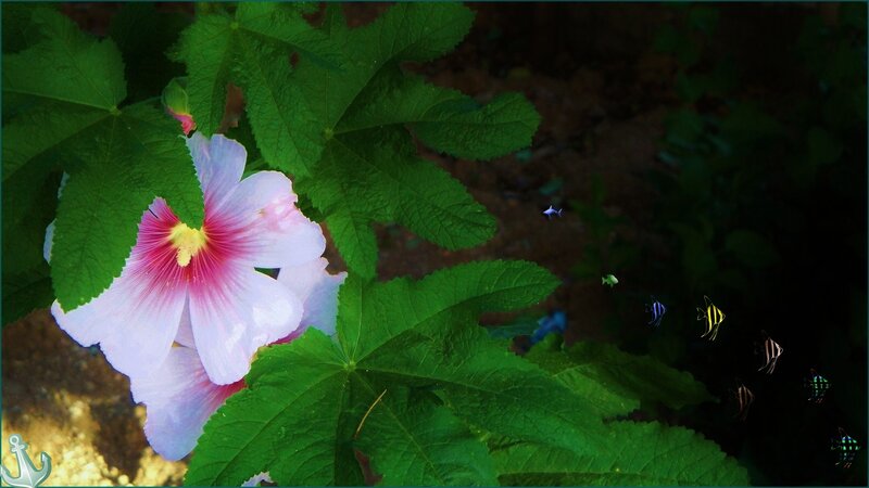 Pink Hibiscus Flower — Green, Serene