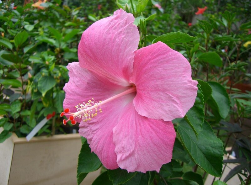 Pink hibiscus flower in bloom