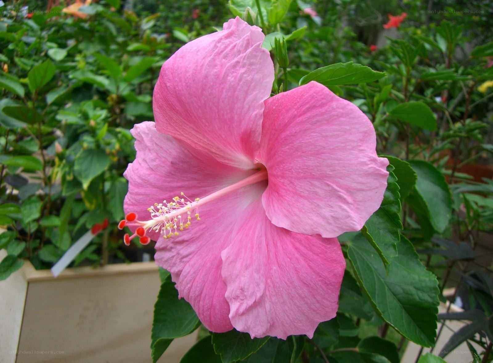 Pink hibiscus flower in bloom
