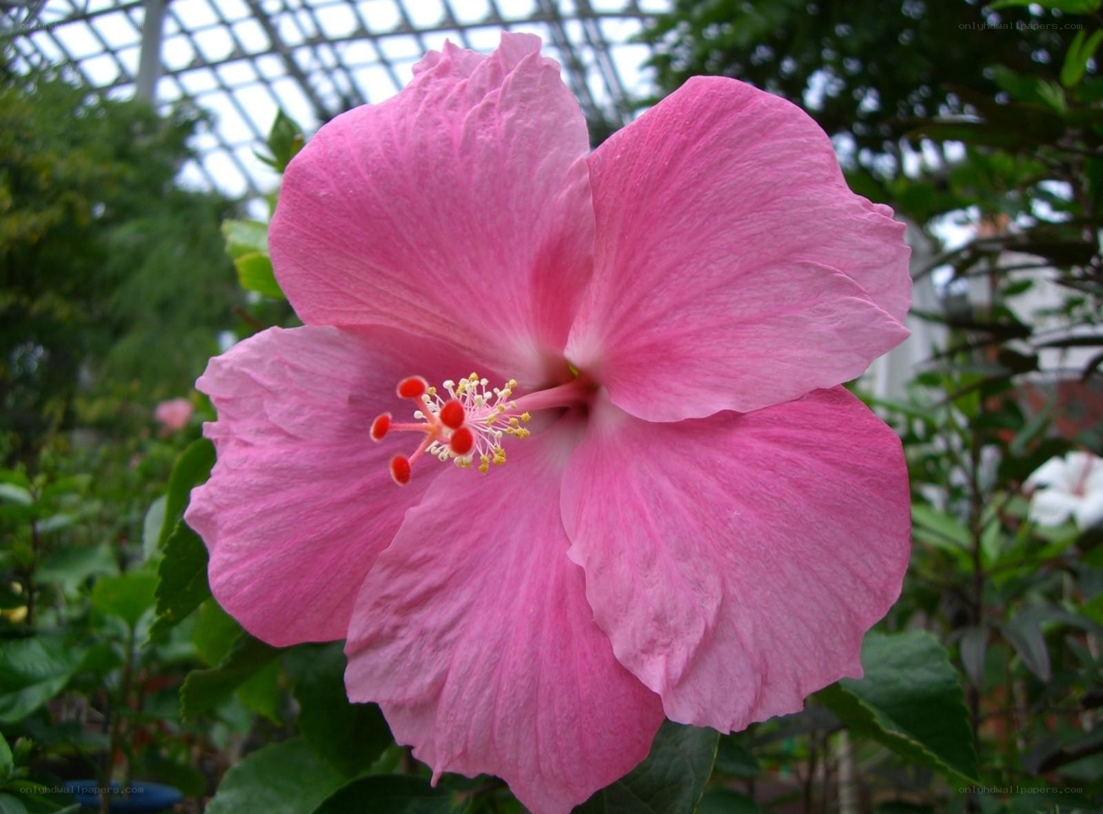 Pink hibiscus flower in bloom