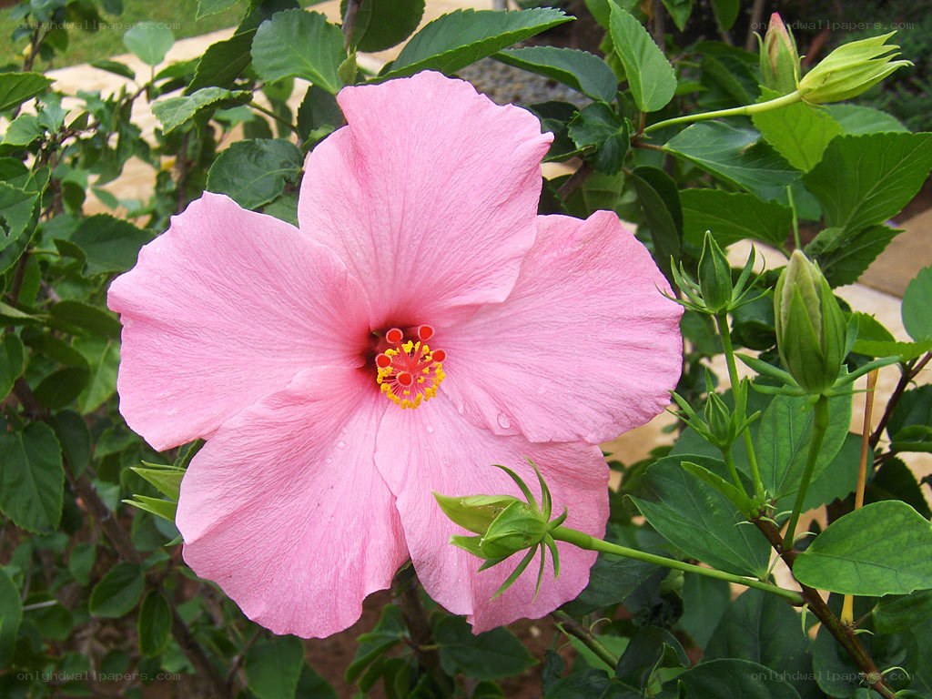 Pink hibiscus flower in bloom