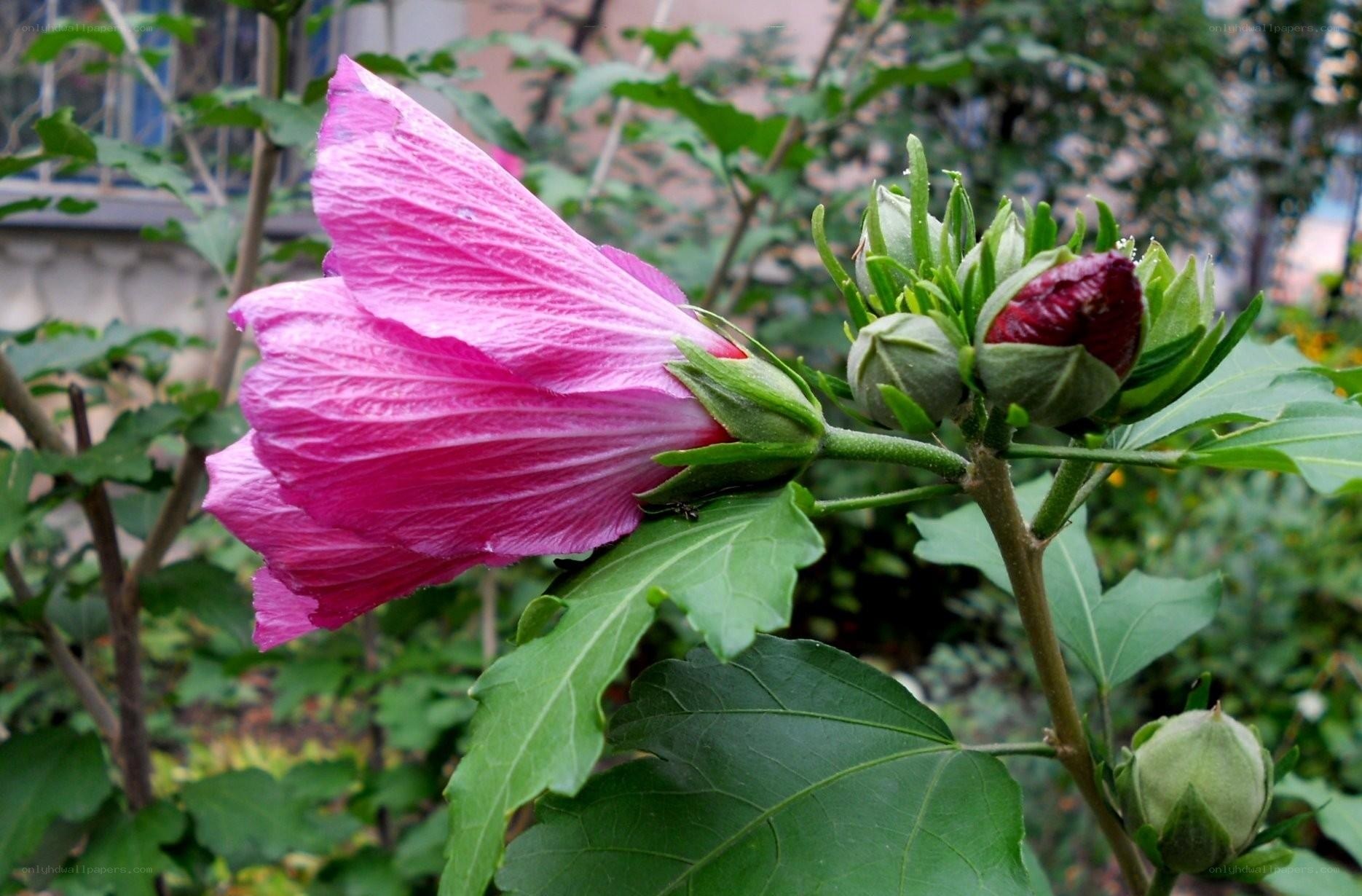 pink hibiscus flower in bloom