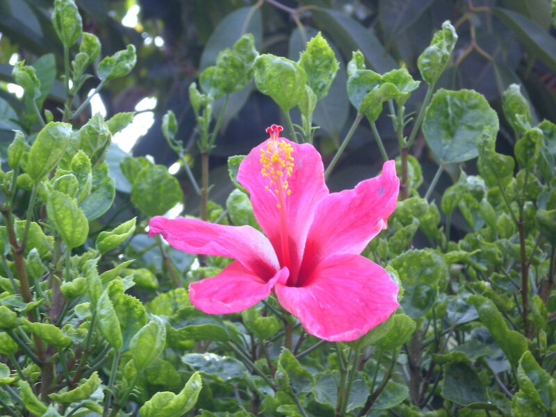 Pink hibiscus flower in foliage