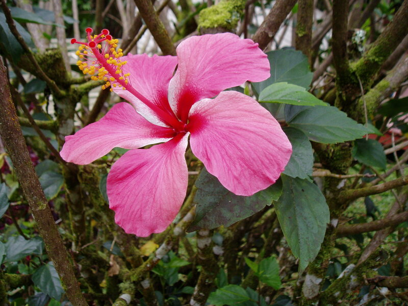 pink hibiscus flower in garden