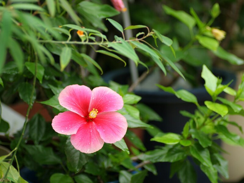 pink hibiscus flower in garden