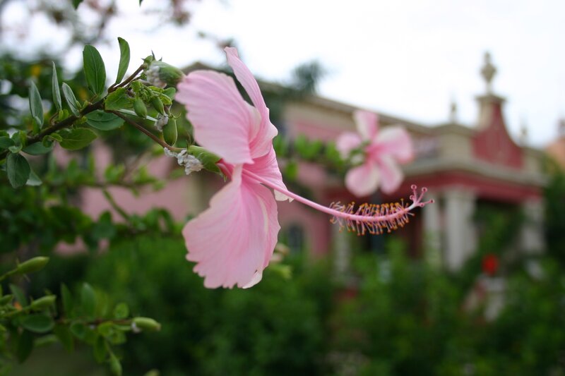 Pink hibiscus flower in garden