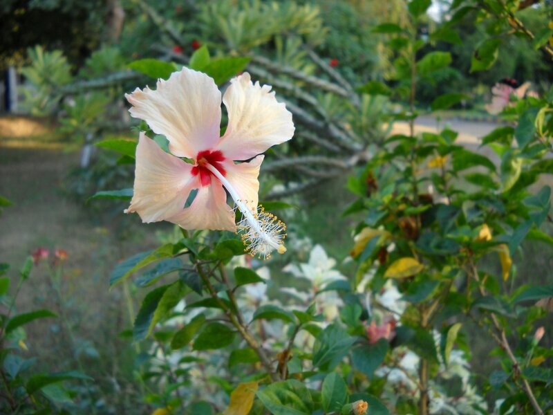 Pink hibiscus flower in garden