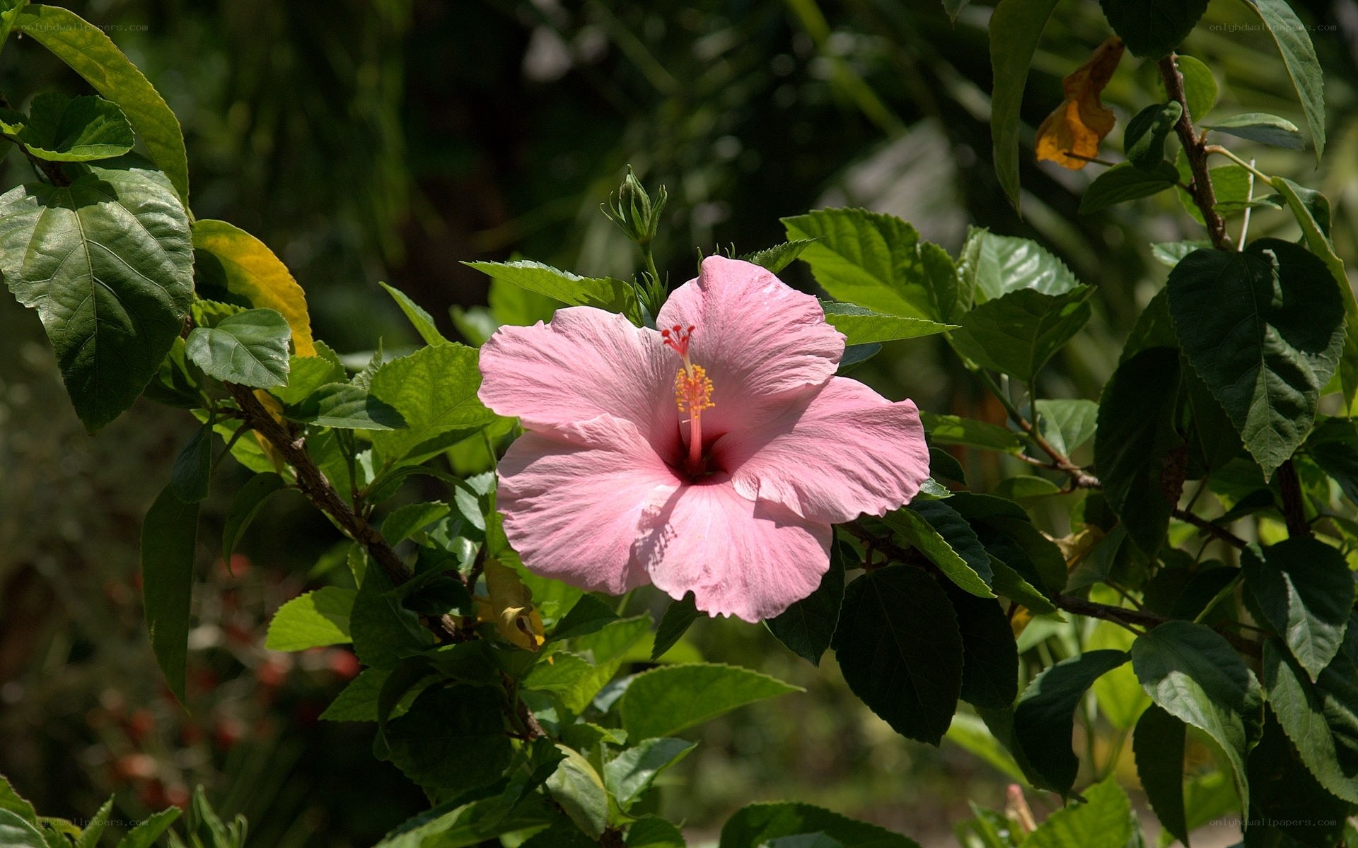 Pink hibiscus flower in garden