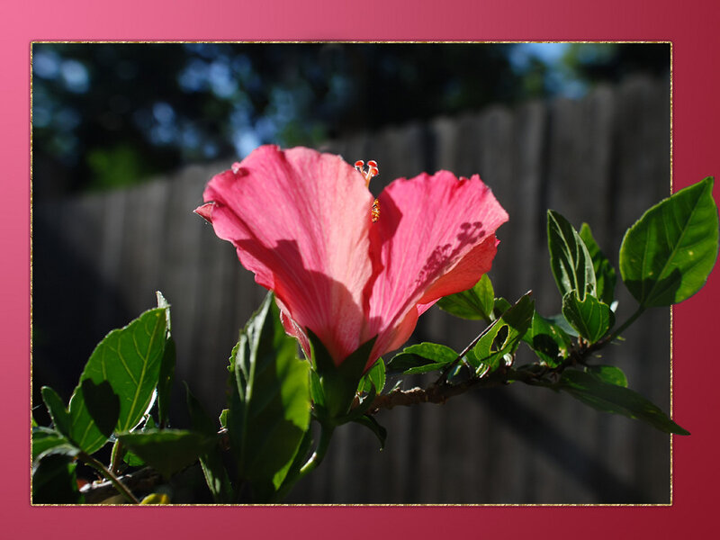 pink hibiscus flower in sunlight