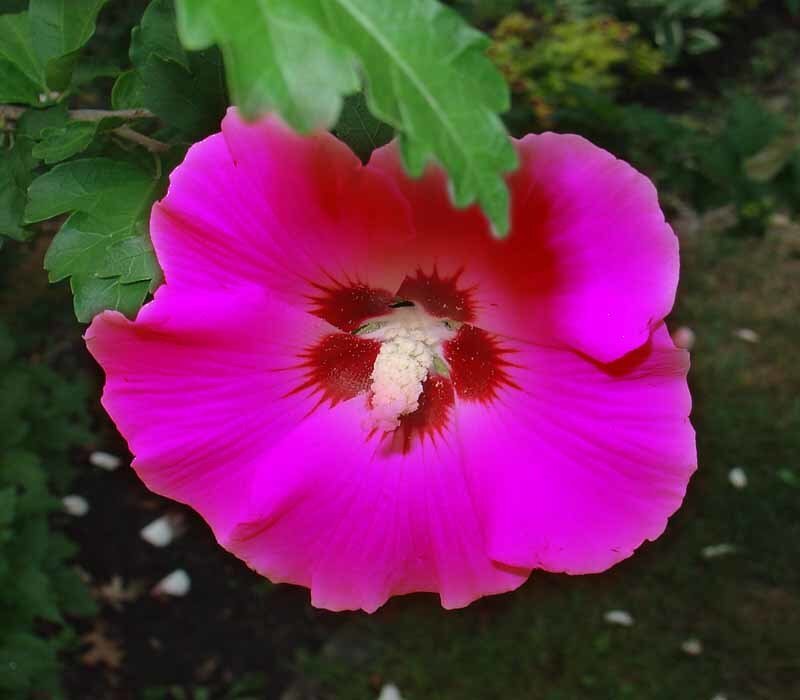 Pink Hibiscus Flower — Magenta