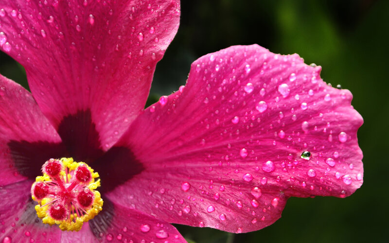 Pink Hibiscus Flower — Magenta, Vibrant, Afternoon