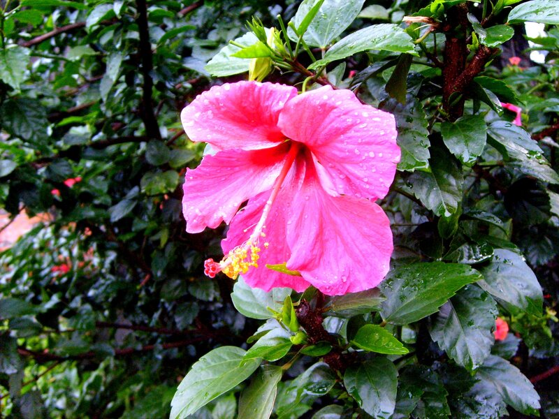 Pink Hibiscus Flower — Moist
