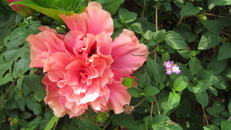 Pink Hibiscus Flower — Natural, Afternoon, Photograph, Green Leaves, Small Purple Flowers