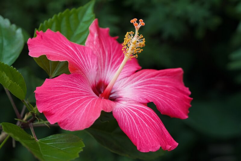Pink Hibiscus Flower — Natural, Afternoon, Photograph, Stamen