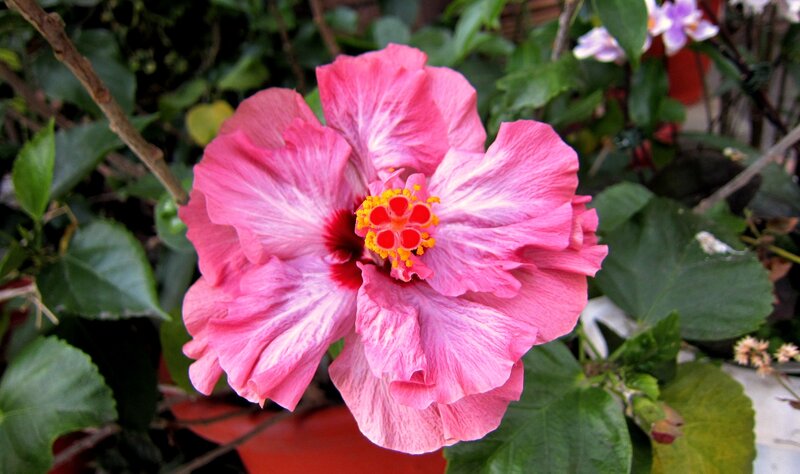 Pink Hibiscus Flower — Natural, Afternoon