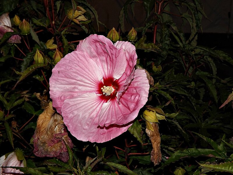 Pink Hibiscus Flower — Natural, Night