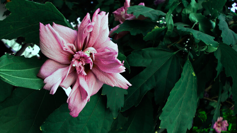 Pink Hibiscus Flower — Natural, Photograph, Green Leaves