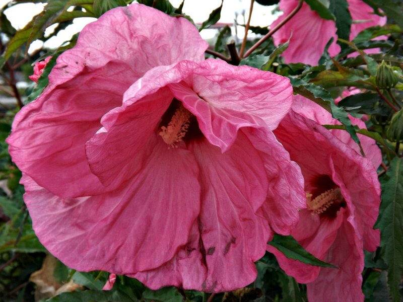 Pink Hibiscus Flower — Natural, Photograph