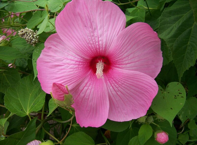 Pink Hibiscus Flower — Natural, Summer