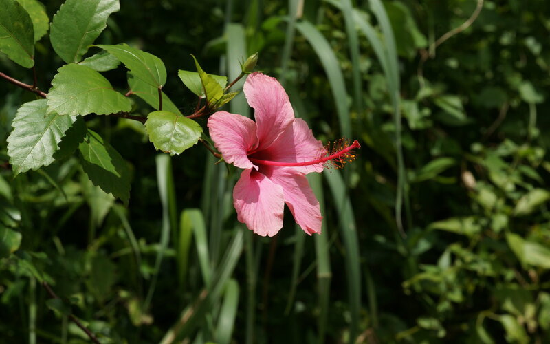Pink Hibiscus Flower — Natural