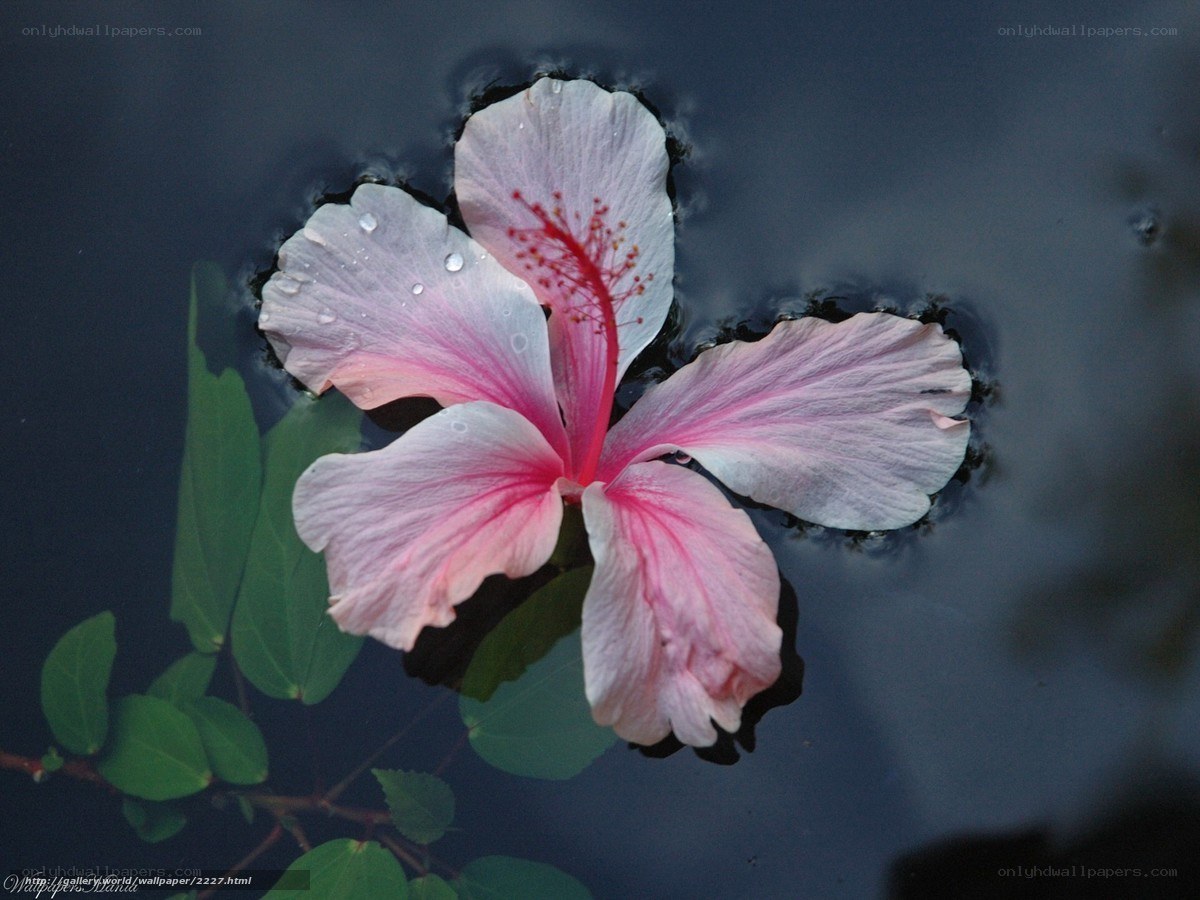 pink hibiscus flower on water