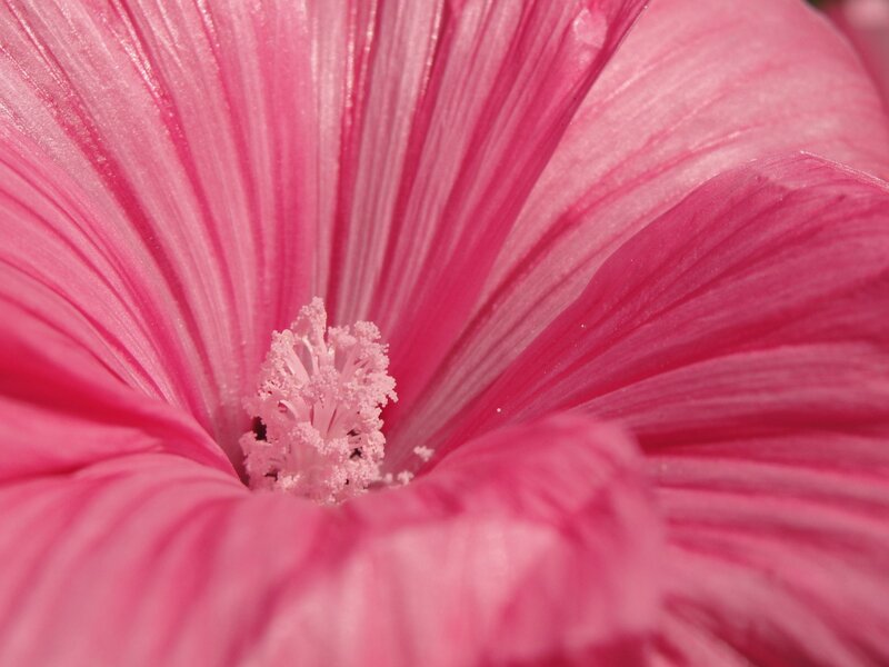 Pink Hibiscus Flower — Photograph