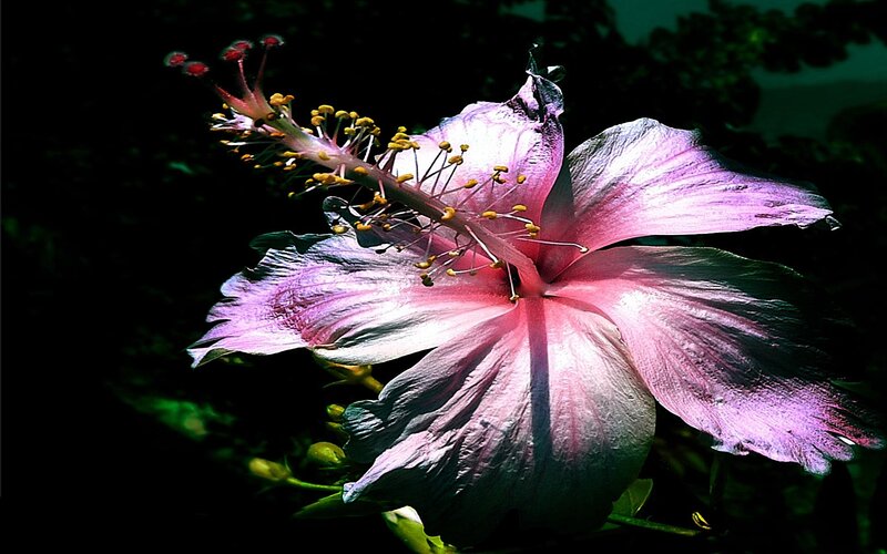 Pink Hibiscus Flower — Purple, Dramatic