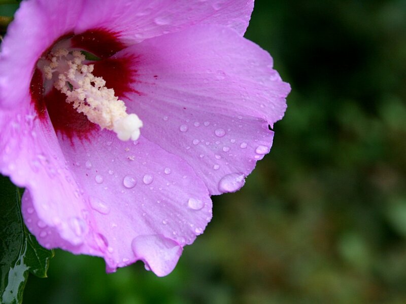 Pink Hibiscus Flower — Purple, Serene