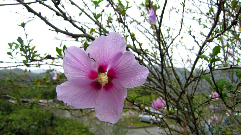 Pink Hibiscus Flower — Purple