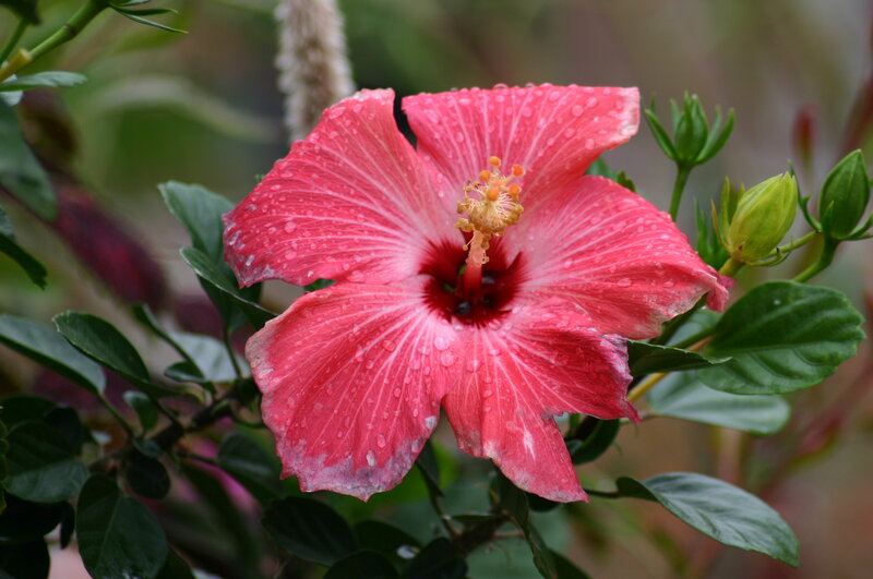 Pink Hibiscus Flower — Red, Calm