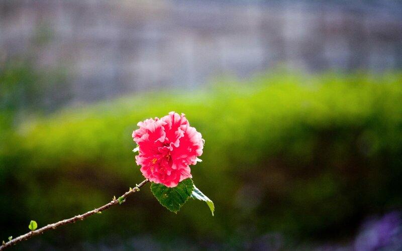 Pink Hibiscus Flower — Red