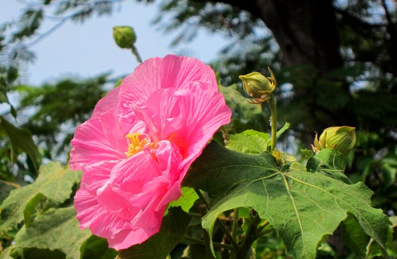 Pink Hibiscus Flower — Serene, Afternoon, Photograph, Buds