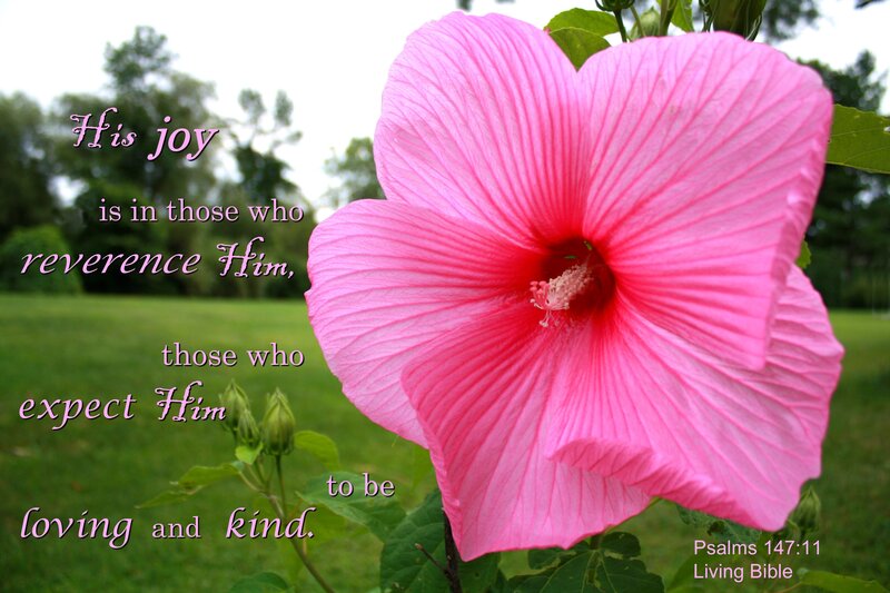 Pink Hibiscus Flower — Serene, Afternoon, Photograph, Green Grass