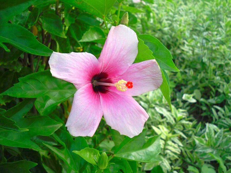 Pink Hibiscus Flower — Serene, Afternoon, Photograph, Green Leaves, Flower Center, Green