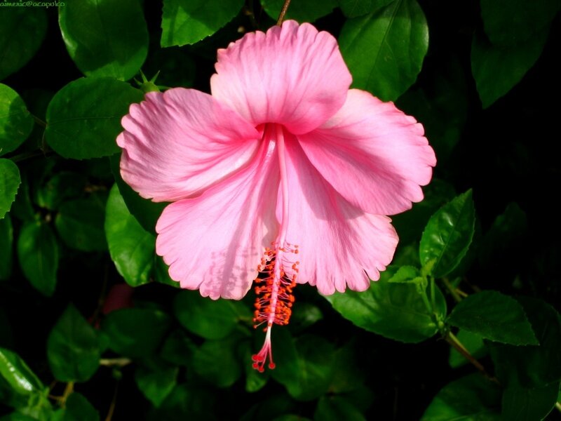 Pink Hibiscus Flower — Serene, Afternoon, Photograph, Green Leaves, Stamen, Green