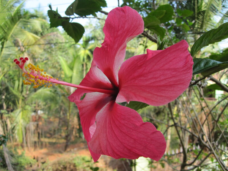 Pink Hibiscus Flower — Serene, Afternoon, Photograph, Green Leaves, Yellow Stamen