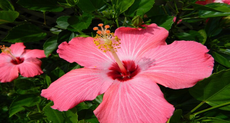 Pink Hibiscus Flower — Serene, Afternoon, Photograph, Leaves, Stamen