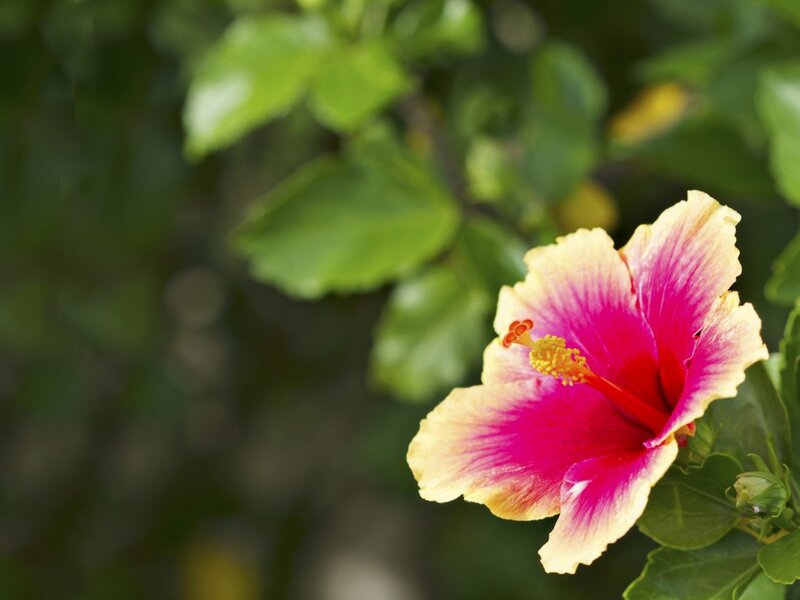Pink Hibiscus Flower — Serene, Afternoon, Photograph, Leaves