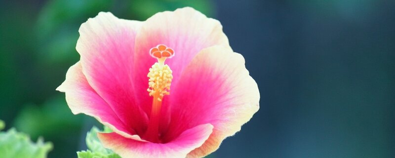 Pink Hibiscus Flower — Serene, Afternoon, Photograph, Petals, Stamen, Green Leaves