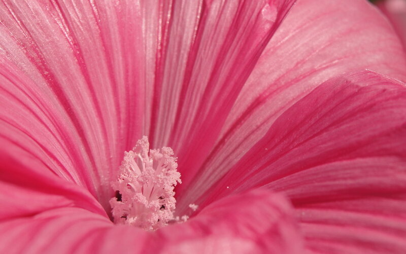 Pink Hibiscus Flower — Serene, Afternoon, Photograph, Petals