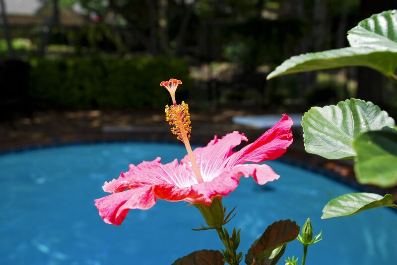 Pink Hibiscus Flower — Serene, Afternoon, Photograph, Pool, Leaves