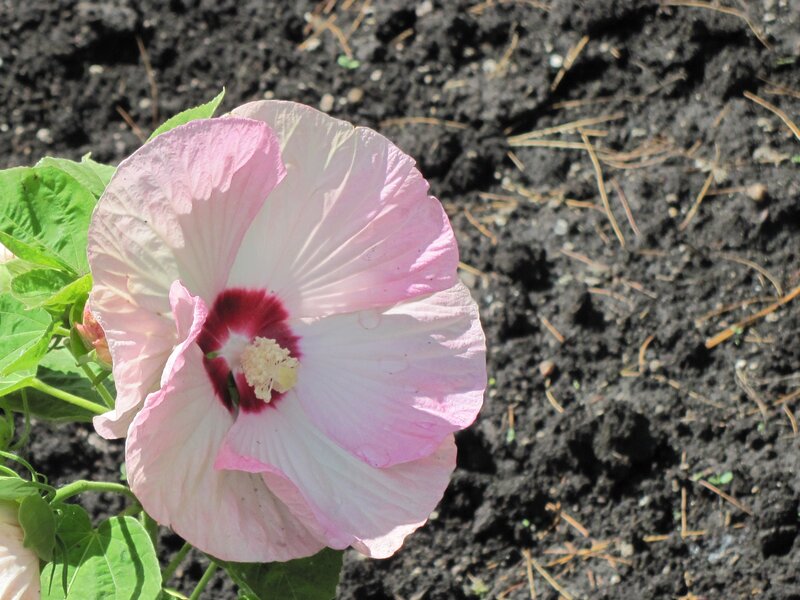 Pink Hibiscus Flower — Serene, Afternoon, Photograph, Soil