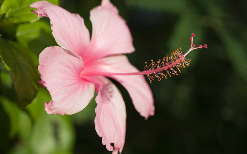 Pink Hibiscus Flower — Serene, Afternoon, Photograph, Stamen, Leaf